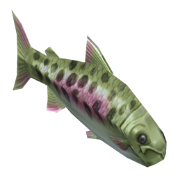 Masu Salmon