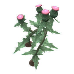 Plume Thistle