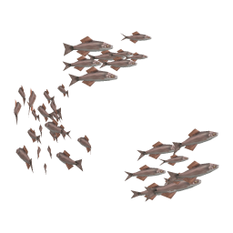 Ridged Herring