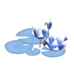 Snowball Water Lily