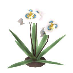 Butterfly Orchid