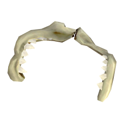 Intact Shark Jaw