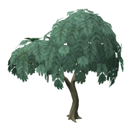 Acacia Tree
