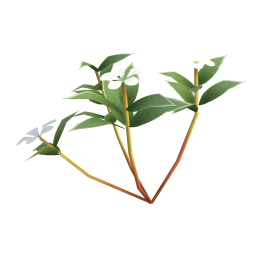 White Periwinkle