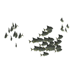 Broad Bream