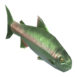 Pink Salmon