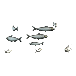 White Sardines