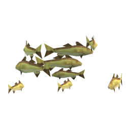 Dodger Cod