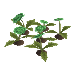 Enigma Dandelion