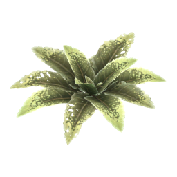 Bitter Dock Leaf