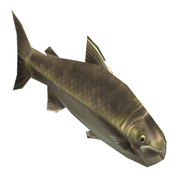 Cynical Salmon