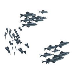 Gray Herring