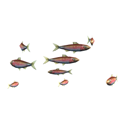 Rainbow Sardines