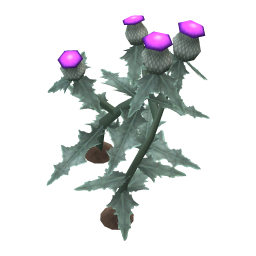 Paradox Thistle