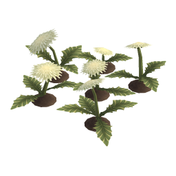 Horned Dandelion