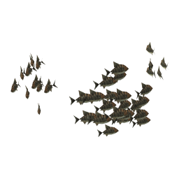 Leathery Bream