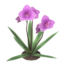 Moth Orchid