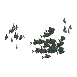 Graceful Bream