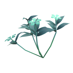 Brannof Periwinkle