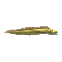 Moray Eel