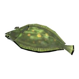 Olive Flounder