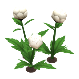 Snowball Globeplant