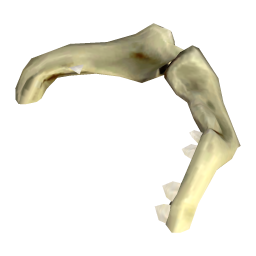 Brittle Shark Jaw