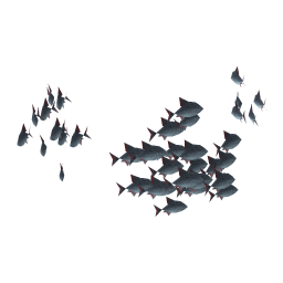 Extreme Bream