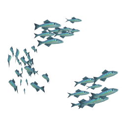 Shimmering Herring