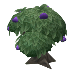 Purple Tangfruit