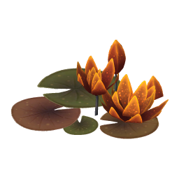 Caramel Water Lily