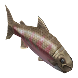 Coho Salmon