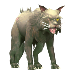 Feral Cat