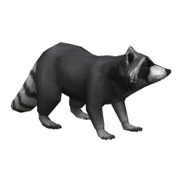 Freyeland Raccoon