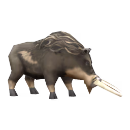 Wild Boar: Coarse-haired Wild Boar