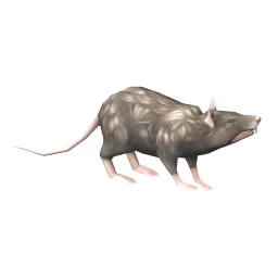 Giant Rat: Brown Giant Rat, Gnawing Giant Rat