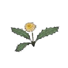 Faded Dandelion