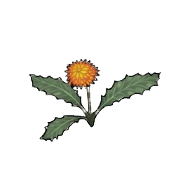 Sunshine Dandelion