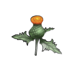 Beacon Thistle