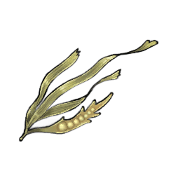 Bladder Wrack