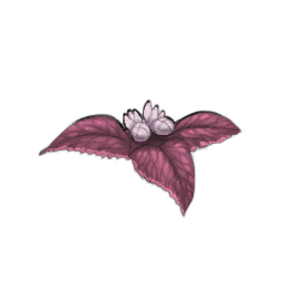 Blood Nettle