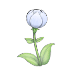Brilliant Globeplant