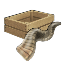 Chunky Markhor Horn