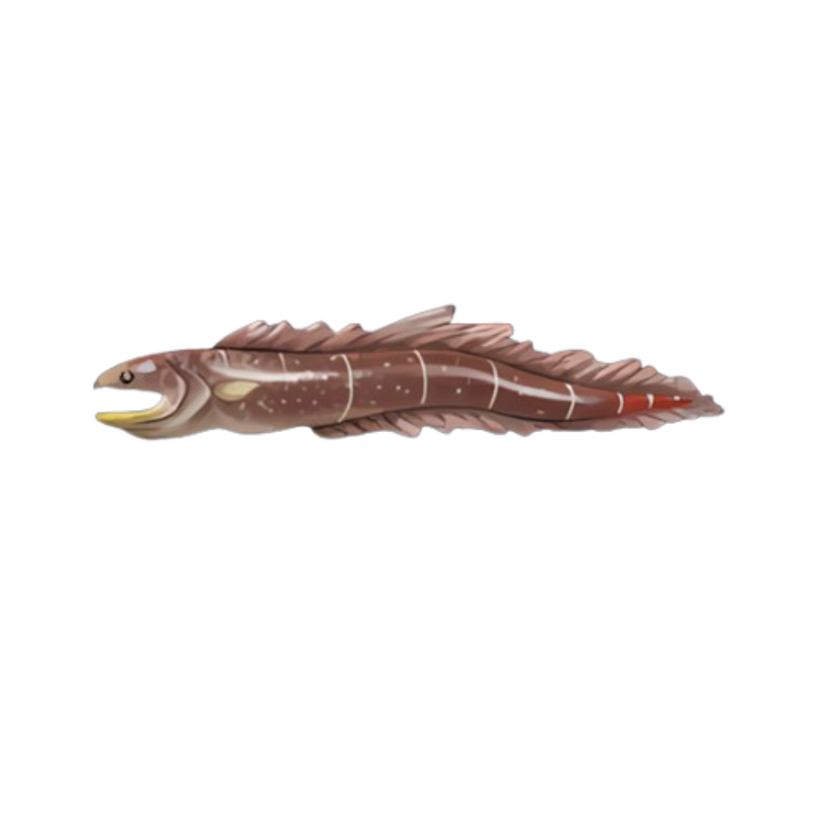 Conger Eel