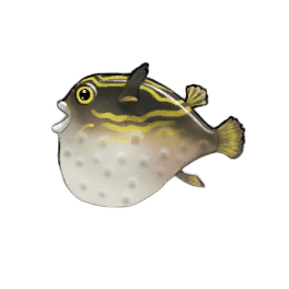 Figure Eight Pufferfish