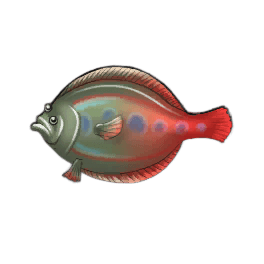 Flowery Flounder