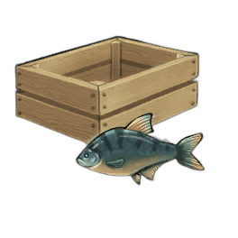 Graceful Bream