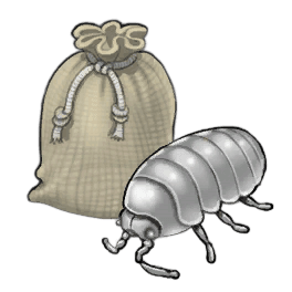 Gray Louse