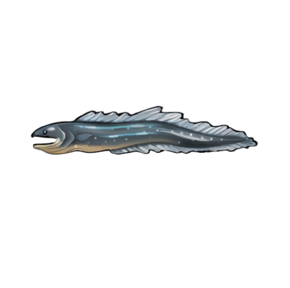 Gray Eel