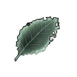 Hairy Dock Leaf